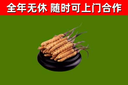 吉林回收冬虫夏草